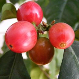 Coffee cherries