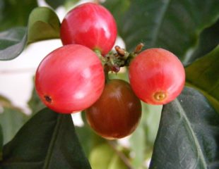 Image of coffee cherries by Stanislaw Szydlo, CC BY-SA 3.0, via Wikimedia Commons