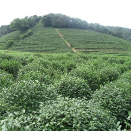 Longjing tea plantation where our leaves were picked