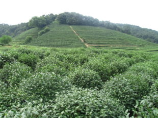 Longjing Tea: An amazing trip to remember